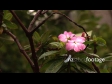Flower in Rain 301